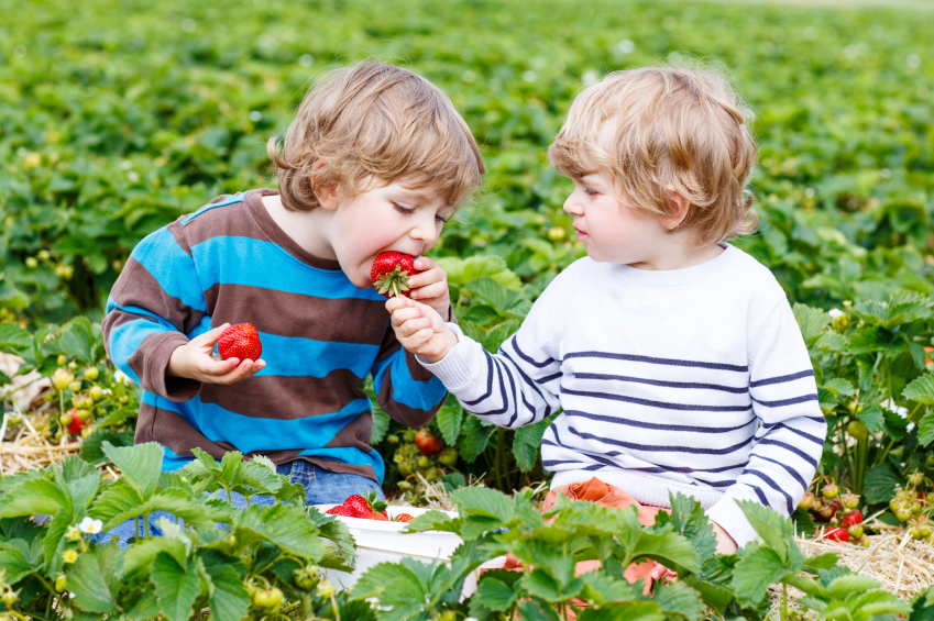 Kids sharing strawberries